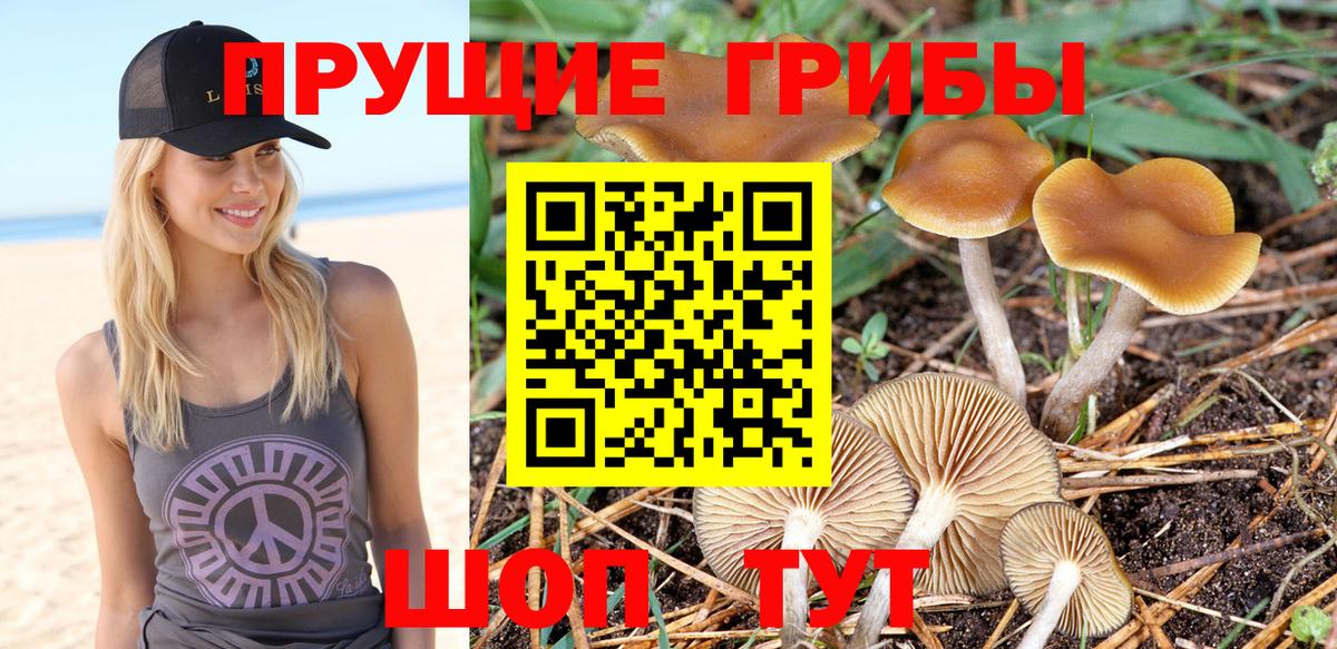Галлюциногенные грибы Psilocybe Чита